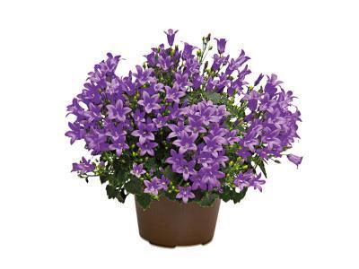 Колокольчик Портеншлага, Гор10, Выс25 в интернет гипермаркете «Планета Лета». Фото