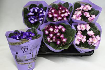 Фиалка Trendy City, Гор12, Выс20 в интернет гипермаркете «Планета Лета». Фото