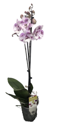Фаленопсис 2 pp Expression, Гор12, Выс50 в интернет гипермаркете «Планета Лета». Фото