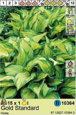 STA Хоста Gold Standard (x1) Holland Bulb Market в интернет гипермаркете «Планета Лета». Фото STA Хоста Gold Standard (x1) в интернет гипермаркете «Планета Лета». Фото