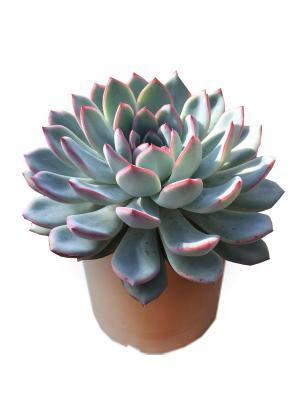 Эчеверия texensis rosa, Гор10, Выс10 в интернет гипермаркете «Планета Лета». Фото