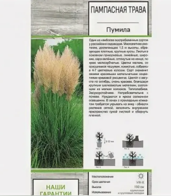 Пампасная трава Пумила/ЦКор в интернет гипермаркете «Планета Лета». Фото