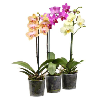 Фаленопсис 1 pp Mix COLOR, Гор12, Выс55 в интернет гипермаркете «Планета Лета». Фото