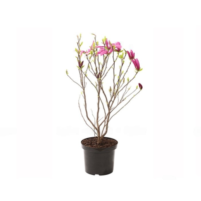 Магнолия Susan, Гор19, Выс60 в интернет гипермаркете «Планета Лета». Фото