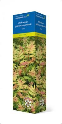 Рябинник рябинолистный Сэм П в интернет гипермаркете «Планета Лета». Фото