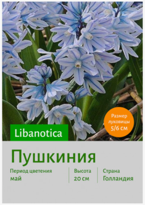 STA Пушкиния Libanotica (x10) Планета Лета в интернет гипермаркете «Планета Лета». Фото STA Пушкиния Libanotica (x10) в интернет гипермаркете «Планета Лета». Фото