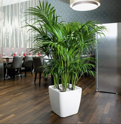 Кашпо   Lechuza Quadro LS Complete (white high gloss), 50x50xH47см в интернет гипермаркете «Планета Лета». Фото