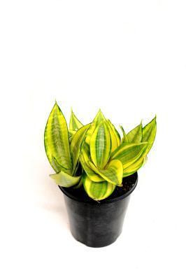 Сансевиерия Hahnii, Гор6, Выс20 в интернет гипермаркете «Планета Лета». Фото