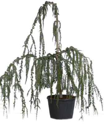 Кедр атласский Glauca pendula, Гор85, Выс220 И в интернет гипермаркете «Планета Лета». Фото