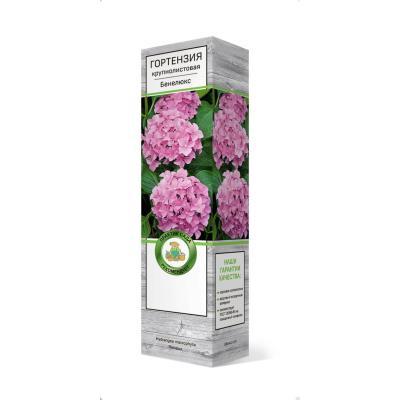 Гортензия крупнолистовая Пинк Сенсейшн/ЦКорЛюкс П в интернет гипермаркете «Планета Лета». Фото