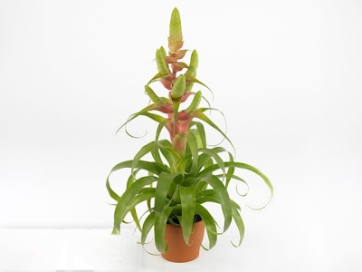 Тилландсия Samantha, Гор12, Выс35 в интернет гипермаркете «Планета Лета». Фото