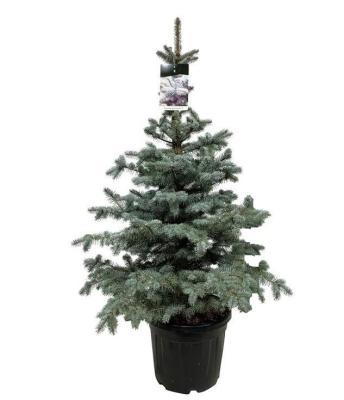 Ель колючая Blue Diamond, Гор30, Выс100 в интернет гипермаркете «Планета Лета». Фото