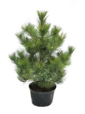 Сосна обыкн., Гор55, Выс250 в интернет гипермаркете «Планета Лета». Фото