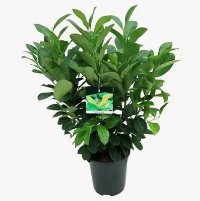 Лавровишня Etna, Гор23, Выс100 в интернет гипермаркете «Планета Лета». Фото