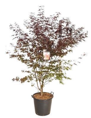 Клен пальм.Atropurpureum С10, выс 80-100 И в интернет гипермаркете «Планета Лета». Фото