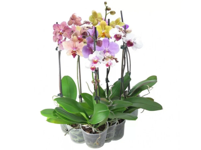 Фаленопсис Mix Pilorica, Гор12, Выс65 в интернет гипермаркете «Планета Лета». Фото
