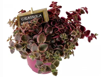 Крассула Marginalis, Гор14, Выс20 в интернет гипермаркете «Планета Лета». Фото