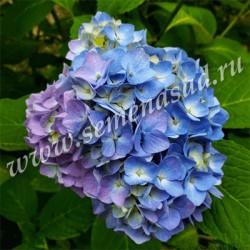 Гортензия крупнолистовая Лавбла П в интернет гипермаркете «Планета Лета». Фото