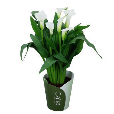 Калла, Гор15 М в интернет гипермаркете «Планета Лета». Фото