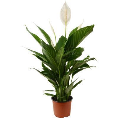 Спатифиллум Cupido, Гор11, Выс30 в интернет гипермаркете «Планета Лета». Фото