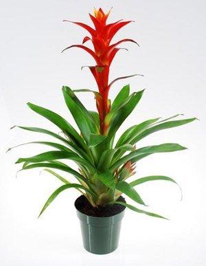 Гузмания Rood, Гор15, Выс60 в интернет гипермаркете «Планета Лета». Фото