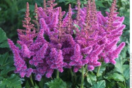 Астильба микс, Гор15, Выс65 в интернет гипермаркете «Планета Лета». Фото