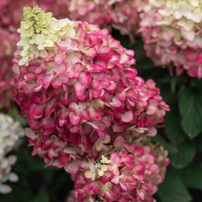 Гортензия метельчатая Колорфул Коктейл/ЦКорЛюкс в интернет гипермаркете «Планета Лета». Фото