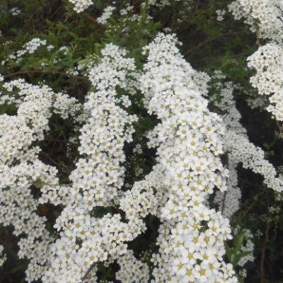 Спирея серая Грефшейм, Гор17 М в интернет гипермаркете «Планета Лета». Фото