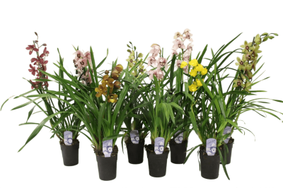 Цимбидиум Midi 4 pp, Гор17, Выс90 в интернет гипермаркете «Планета Лета». Фото