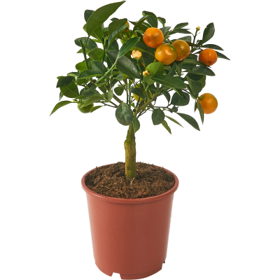 Цитрофортунелла Mandarin Гор14 Выс35 в интернет гипермаркете «Планета Лета». Фото
