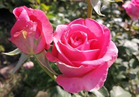 Роза чайно-гибридная Шокинг Версилия (туба) в интернет гипермаркете «Планета Лета». Фото