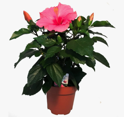 Гибискус Rosa Sinens, Гор13, Выс35 в интернет гипермаркете «Планета Лета». Фото