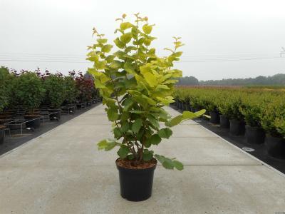 Бузина черная Aurea, Гор19, Выс30-50 в интернет гипермаркете «Планета Лета». Фото