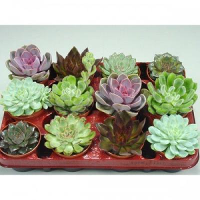 Эчеверия, Гор8, Выс10, I в интернет гипермаркете «Планета Лета». Фото