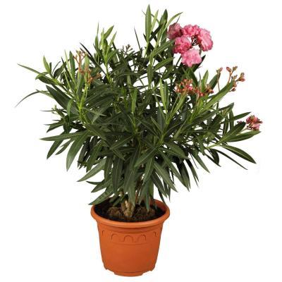 Олеандр, Гор42, Выс150-175 И в интернет гипермаркете «Планета Лета». Фото