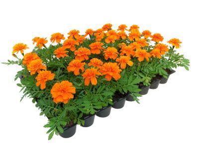 Георгина клаета 12шт М в интернет гипермаркете «Планета Лета». Фото