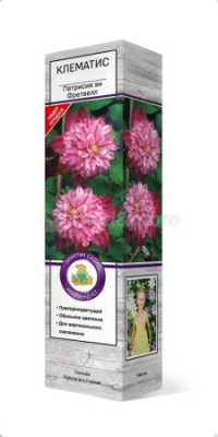 Клематис крупноцветковый Патрисия эн Фретвелл П в интернет гипермаркете «Планета Лета». Фото