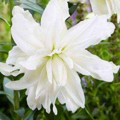 BES Лилия Lotus Ice (x1) в интернет гипермаркете «Планета Лета». Фото
