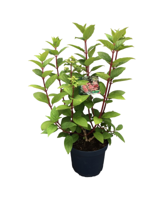 Гортензия метельч.Вимс Ред, С5 П в интернет гипермаркете «Планета Лета». Фото