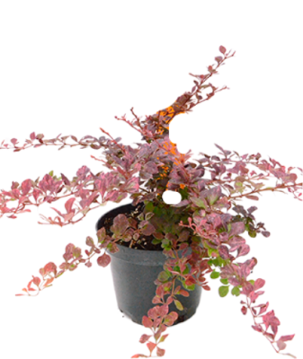 Барбарис Т.Pink Queen, Гор17, Выс20-30 в интернет гипермаркете «Планета Лета». Фото