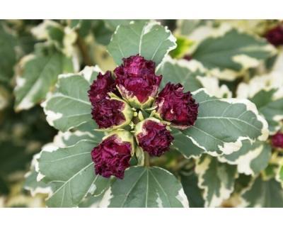 Гибискус сирийский Purpureus Variegatus, Гор17 М в интернет гипермаркете «Планета Лета». Фото