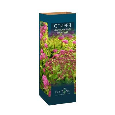 Спирея японская Широбана (в тубе) в интернет гипермаркете «Планета Лета». Фото