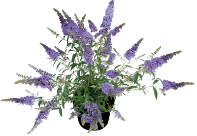 Буддлея Д.Summer Beauty, Гор19, Выс50 в интернет гипермаркете «Планета Лета». Фото