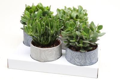 Крассула, Гор24-27 М в интернет гипермаркете «Планета Лета». Фото