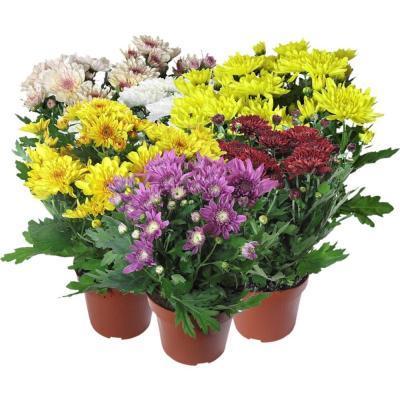 Хризантема Suntaste, Гор12, Выс25 в интернет гипермаркете «Планета Лета». Фото