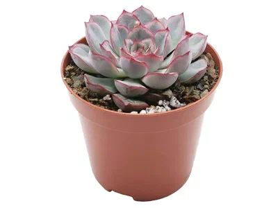 Эчеверия Hercules, Гор8, Выс10 в интернет гипермаркете «Планета Лета». Фото