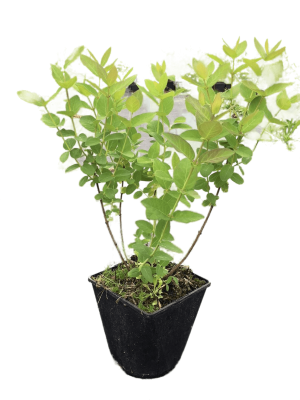 Жимолость 7Ц в интернет гипермаркете «Планета Лета». Фото