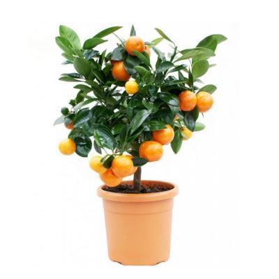 Цитрофортунелла Mandarin Гор15 Выс50 в интернет гипермаркете «Планета Лета». Фото