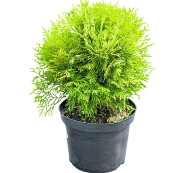 Туя запад.Мириам, Гор17, М в интернет гипермаркете «Планета Лета». Фото