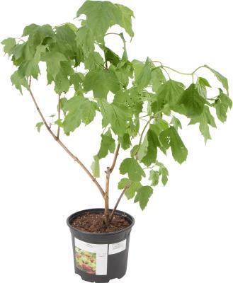 Калина плодовая Жолобовская в коробке Кут в интернет гипермаркете «Планета Лета». Фото